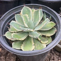 Agave potatorum ‘Kichiokan’