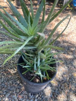 Aloe Vera plant