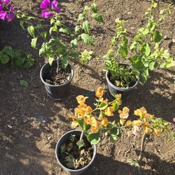 Bugambilias $7 Cada Una 