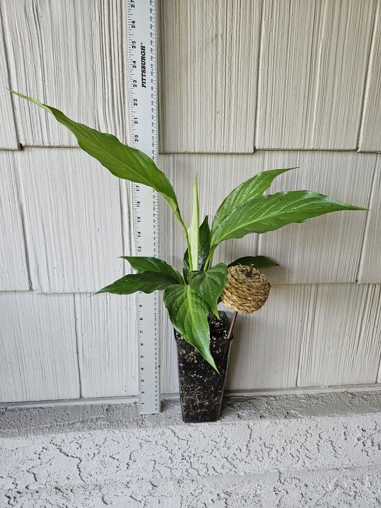 Peace Lily Plant