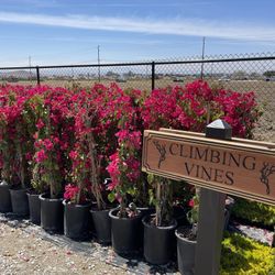 🌺 Bougainvillea’s Big Sale $24.99 🌺