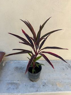 Hawaiian Ti Plant