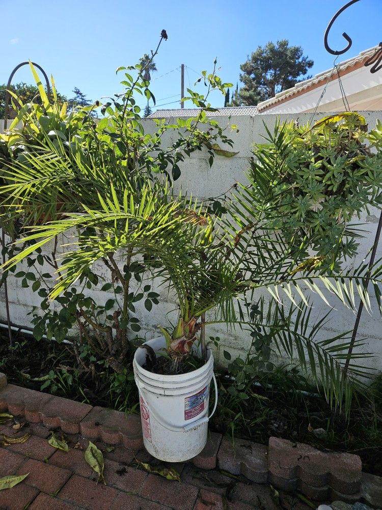 Very Healthy Palm Tree In 15 Gallon Bucket About 4 Feet Tall