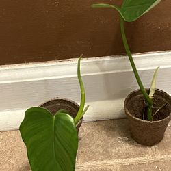 Philodendron  Bipenifolium House Plant