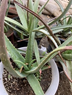 Plant ( sabila, aloe Vera)