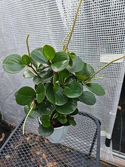 Peperomia Obtusefoliageen live