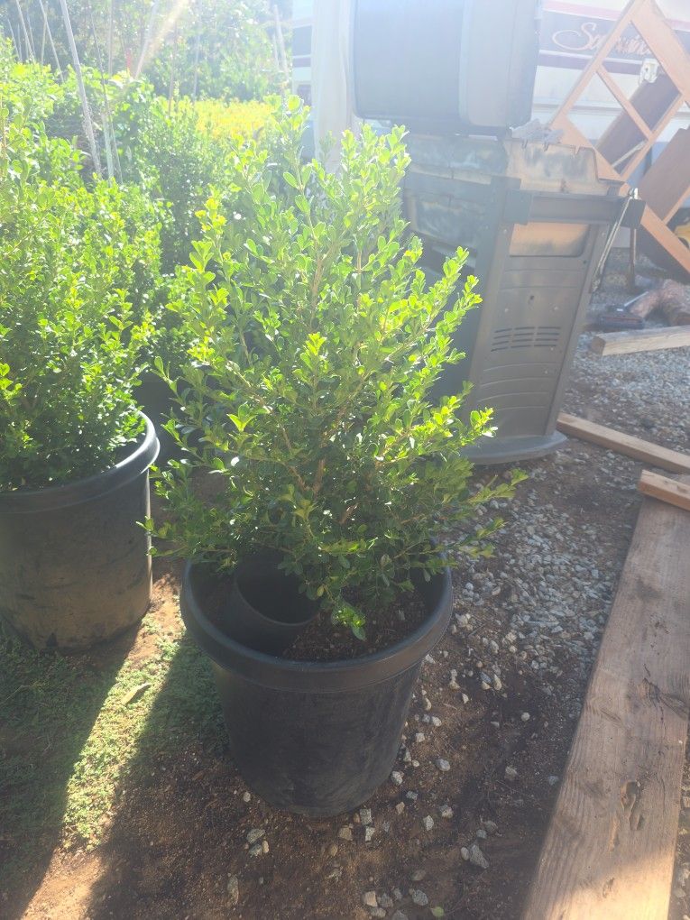 Boxwood 15 Gallon