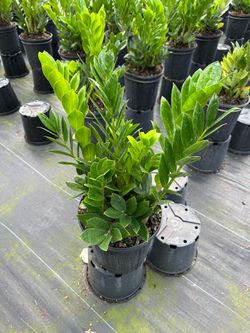 Zz plant
