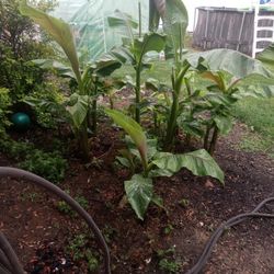Banana Trees
