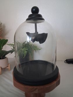 Halloween Glass Cloche Bell Jar with Wood Base