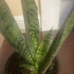Snake plant in 6” pot fully rooted