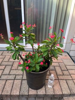 Crown of thorns