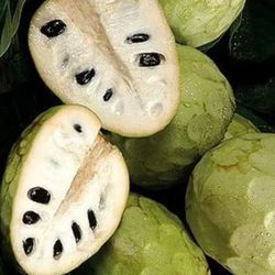 Plantas De Chirimoya 