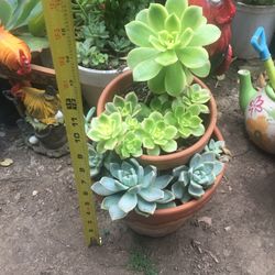 Assorted plants