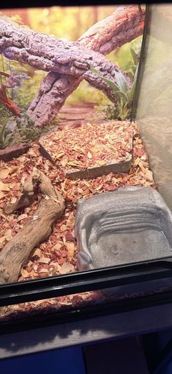 Ball python enclosure