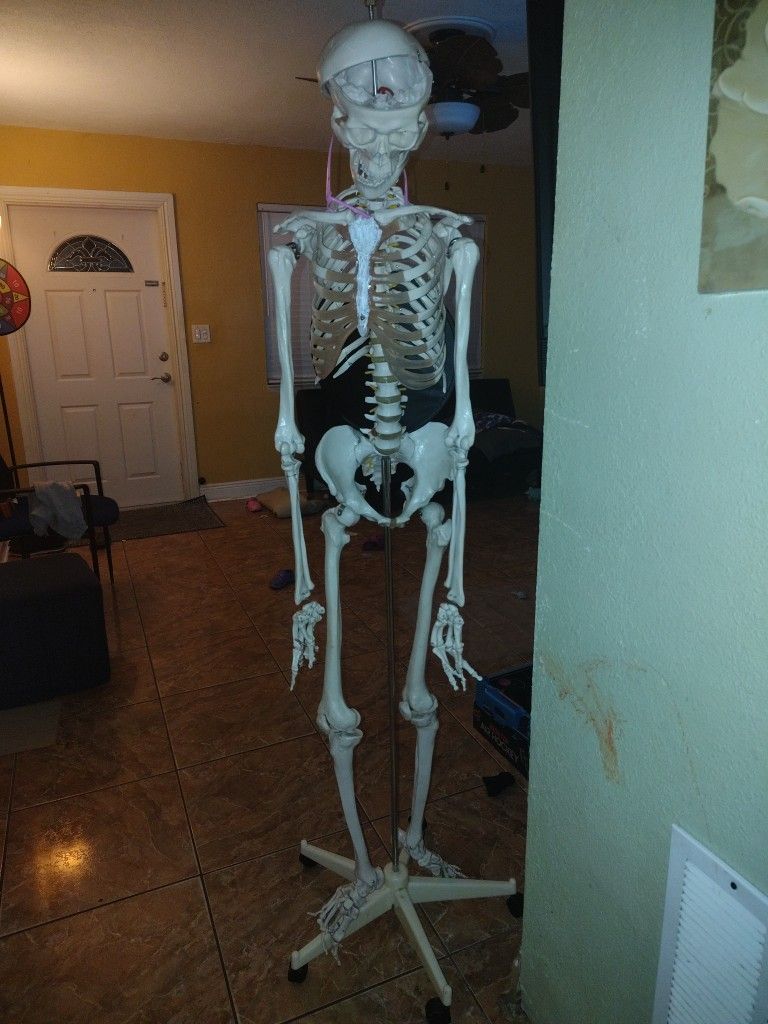 Anatomically Correct Full Sized Skeleton
