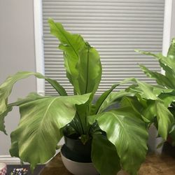 Birdsnest Plant in 6” Plastic Pot