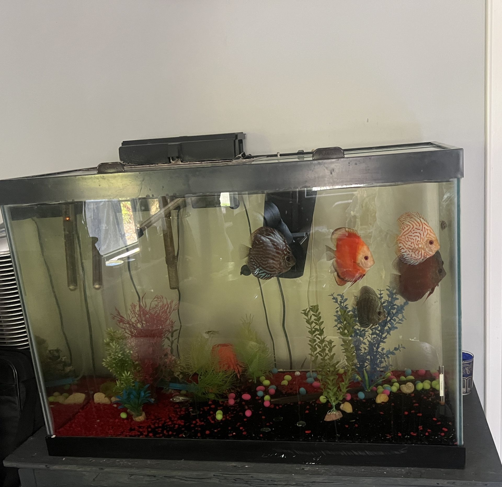 35 Gallon Aquaruim With Solid Wood Stand & Filteratiin