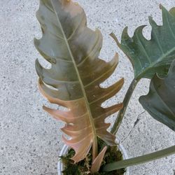 Philodendron Caramel Marble Variegated Top Cut Rooted