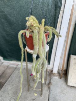 Monkey Tail Large Plant, In 10 Inch Hanging Pot Pick Up Only