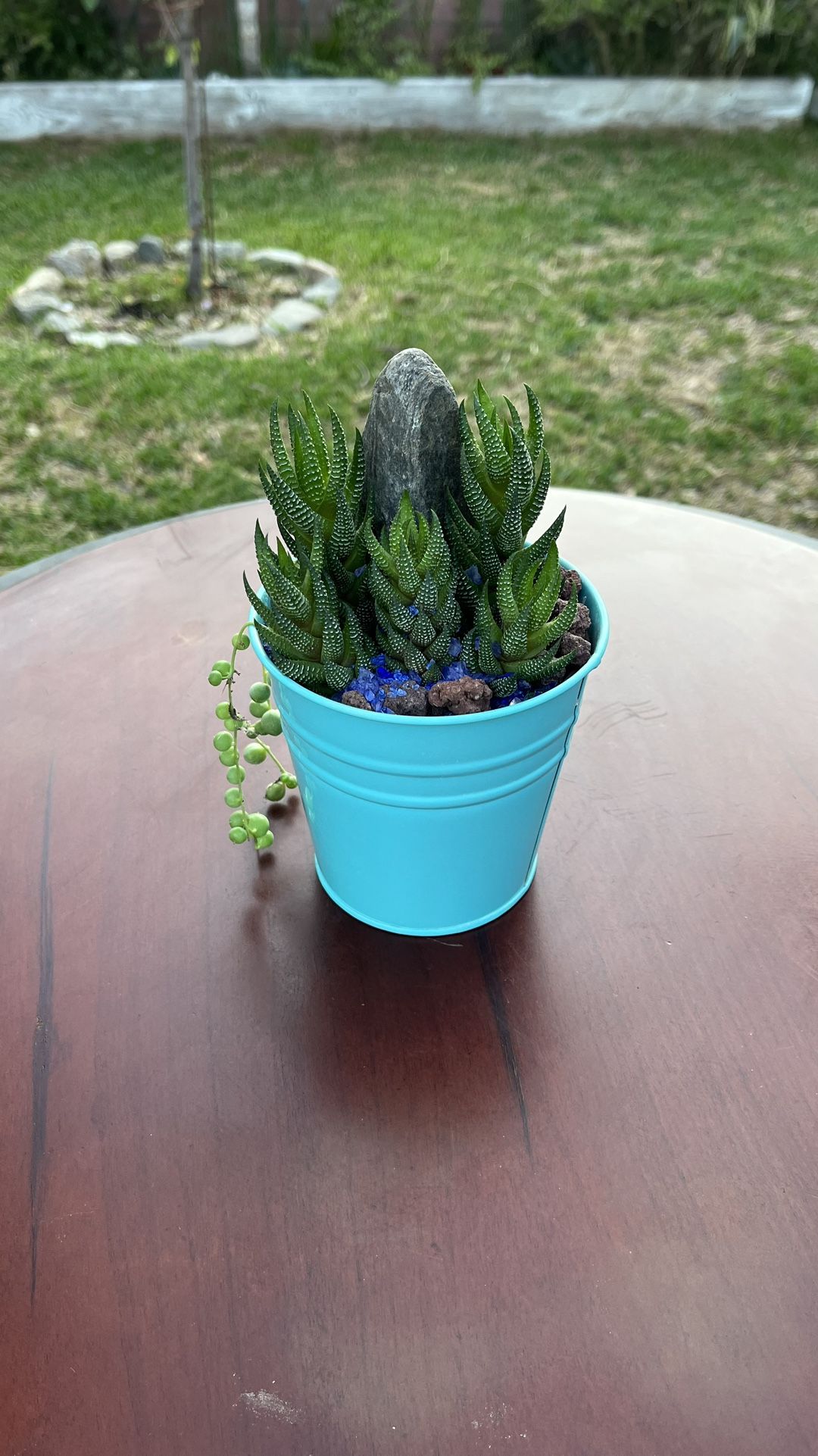 Very Healthy Aloe Plant In Metal Vase 