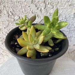 6 Inch Pot Succulent Plant - Sedum Adolpho Nussbaumerianum - Orange Delight - Coppertone Stonecrop - Rooted & Stablished - Drought Resistant - 🪴