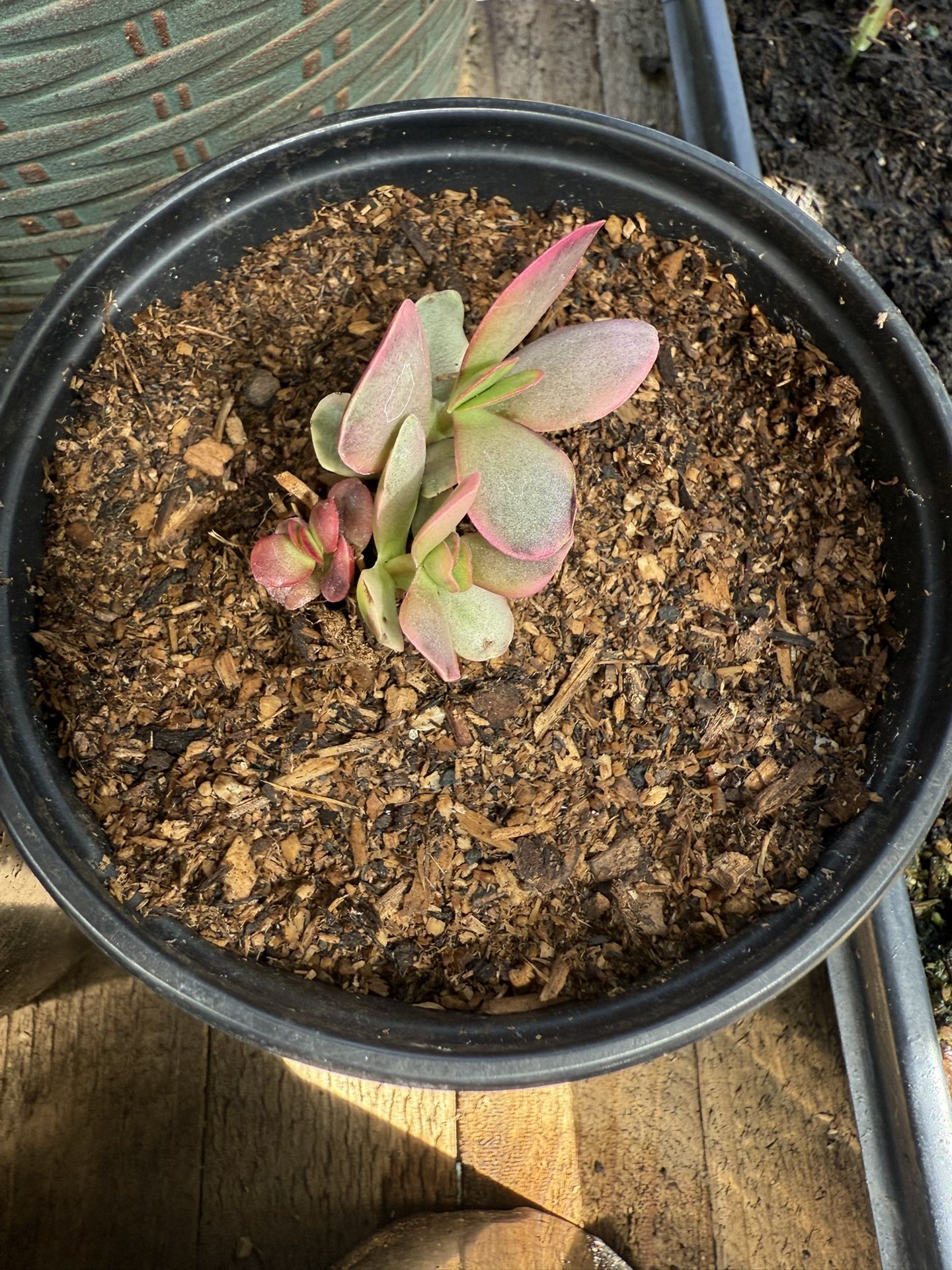 Succulents For Sale