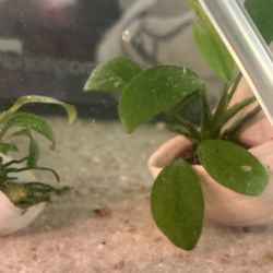 Aquatic Plants (Local Sale Only)