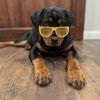 RottieLife 