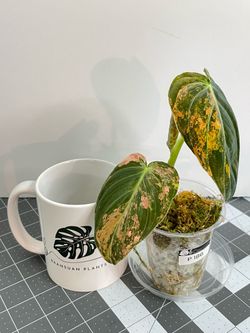 Philodendron orange melanochrysum