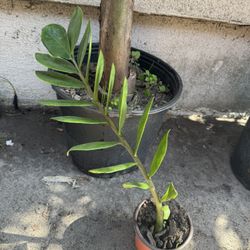 Zz Plant