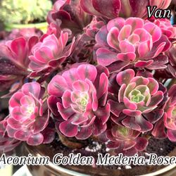 Aeonium Golden Mederia Rose
