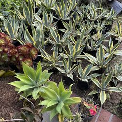 Agave And Assorted Plants 