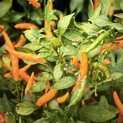 Orange Thai Chili Plant