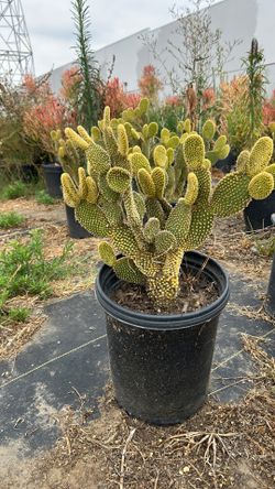 Bunny ears