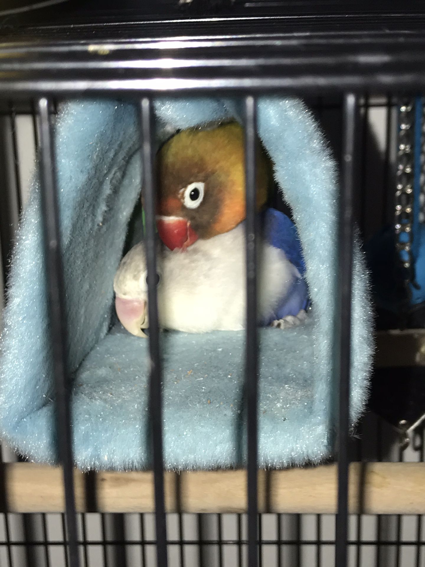 Sellling a pair of lovebirds for $250 lmk boy and girl and it comes with cage