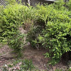 Mature full grown boxwood hedges