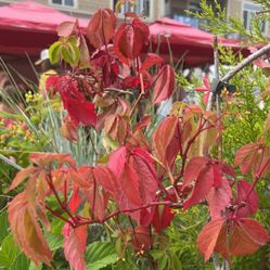 VIRGINIA CREEPER Vine Plants 