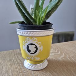 A Beautiful Live Aloe Plant In A GorgeousCeramic Pot