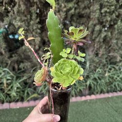 Succulent 