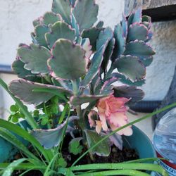 Organic Kalanchoe Succulent Plant.