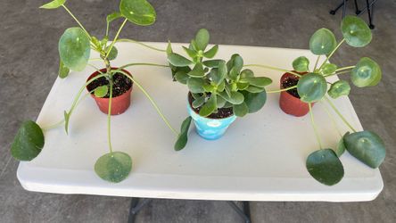Plants $10 each