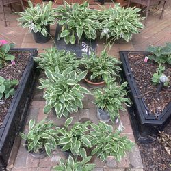 Perennial Plants For Sale