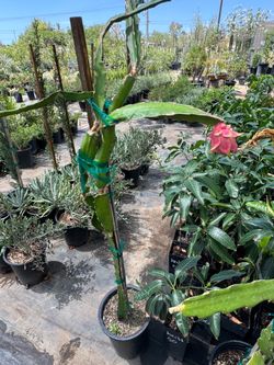 Robles red dragonfruit plant - 5 gallon