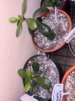 💚 Jade Plant — $10–15