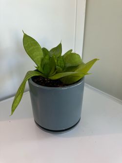 Snake Plant