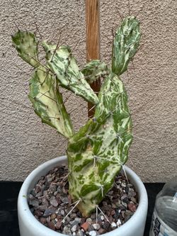 Variegated prickly pear cactus plant