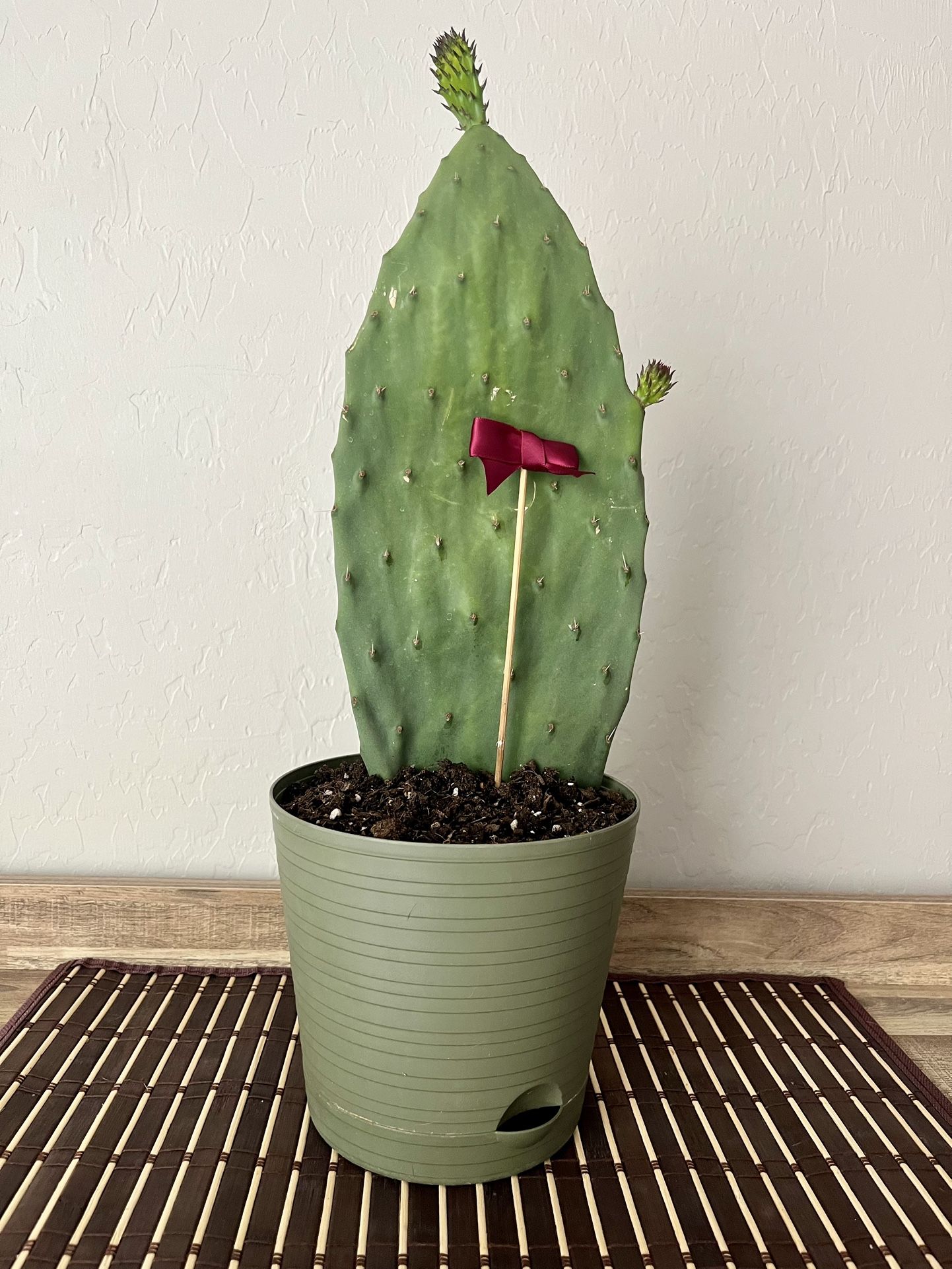 Indian Fig Cactus/Opuntia Prickly Pear Succulent