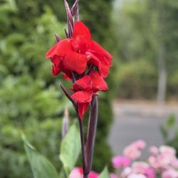 Tropical Flower Plant 