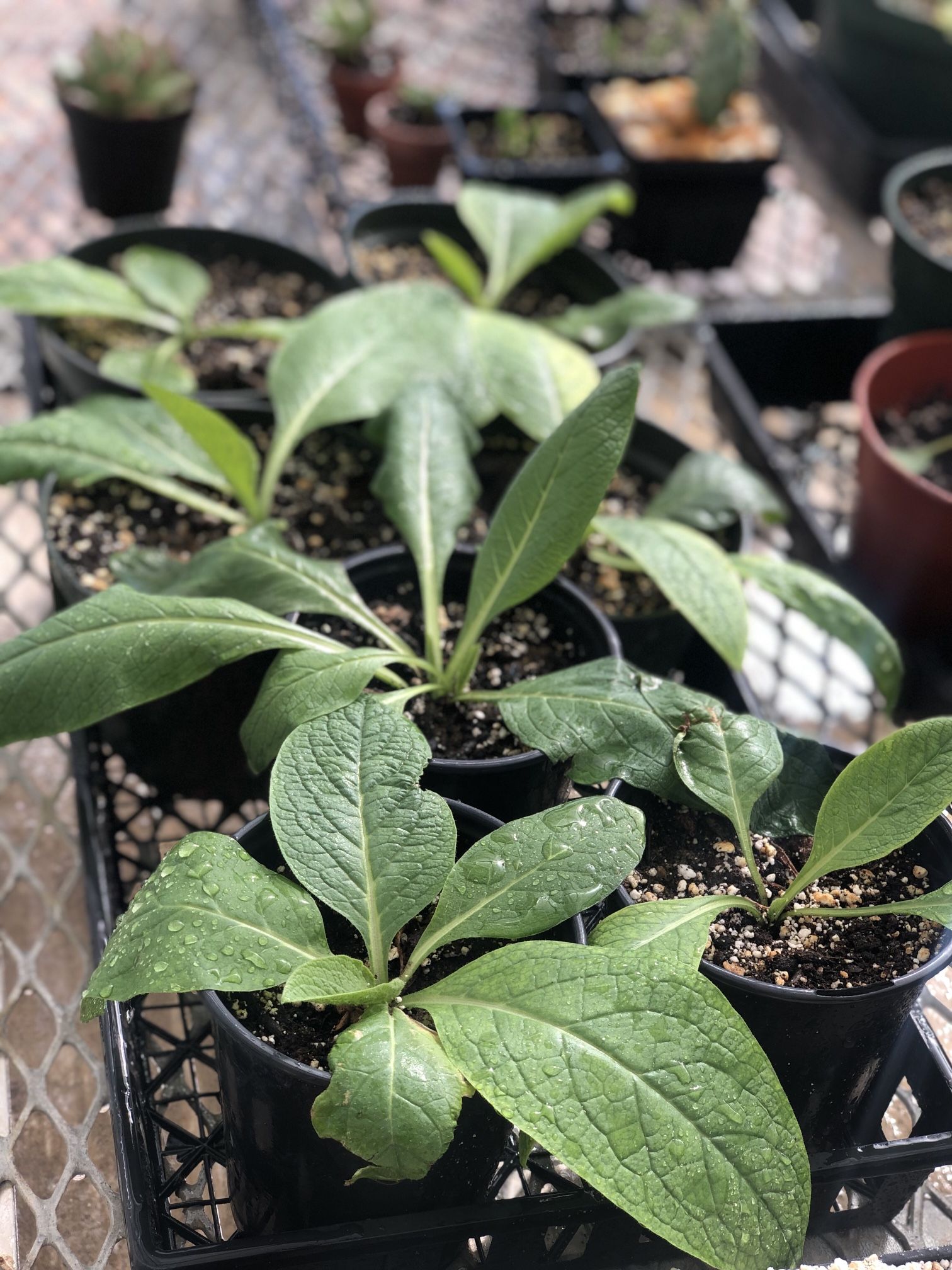 Comfrey